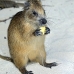 hutia_desmarest_chiq_jar_v_0108_cub2223.jpg